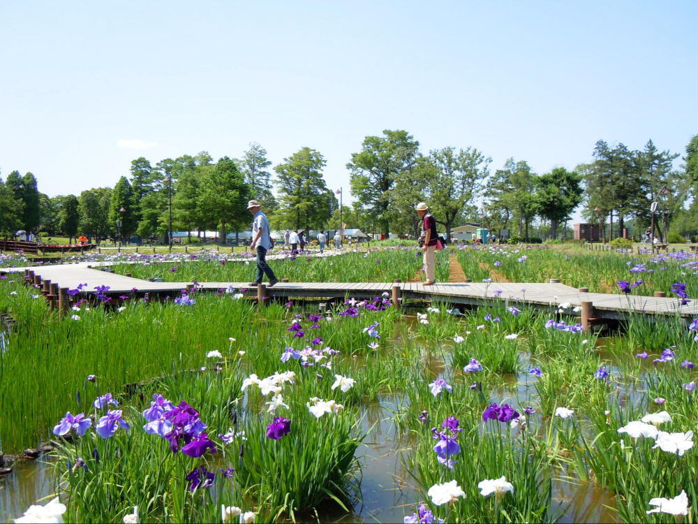 葛飾区　菖蒲園