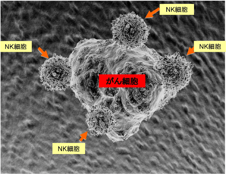 がん細胞を攻撃する免疫・NK細胞