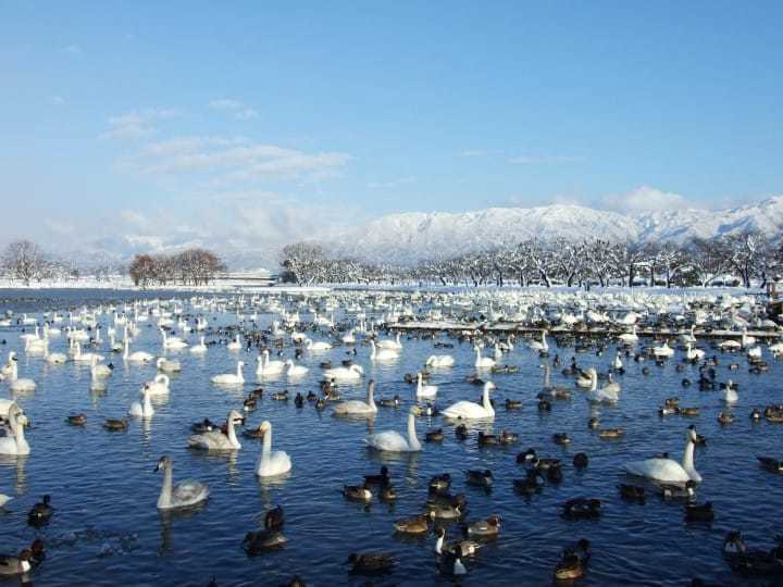 新潟県阿賀野市情報