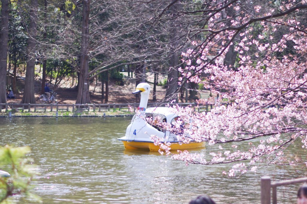 練馬区　石神井公園