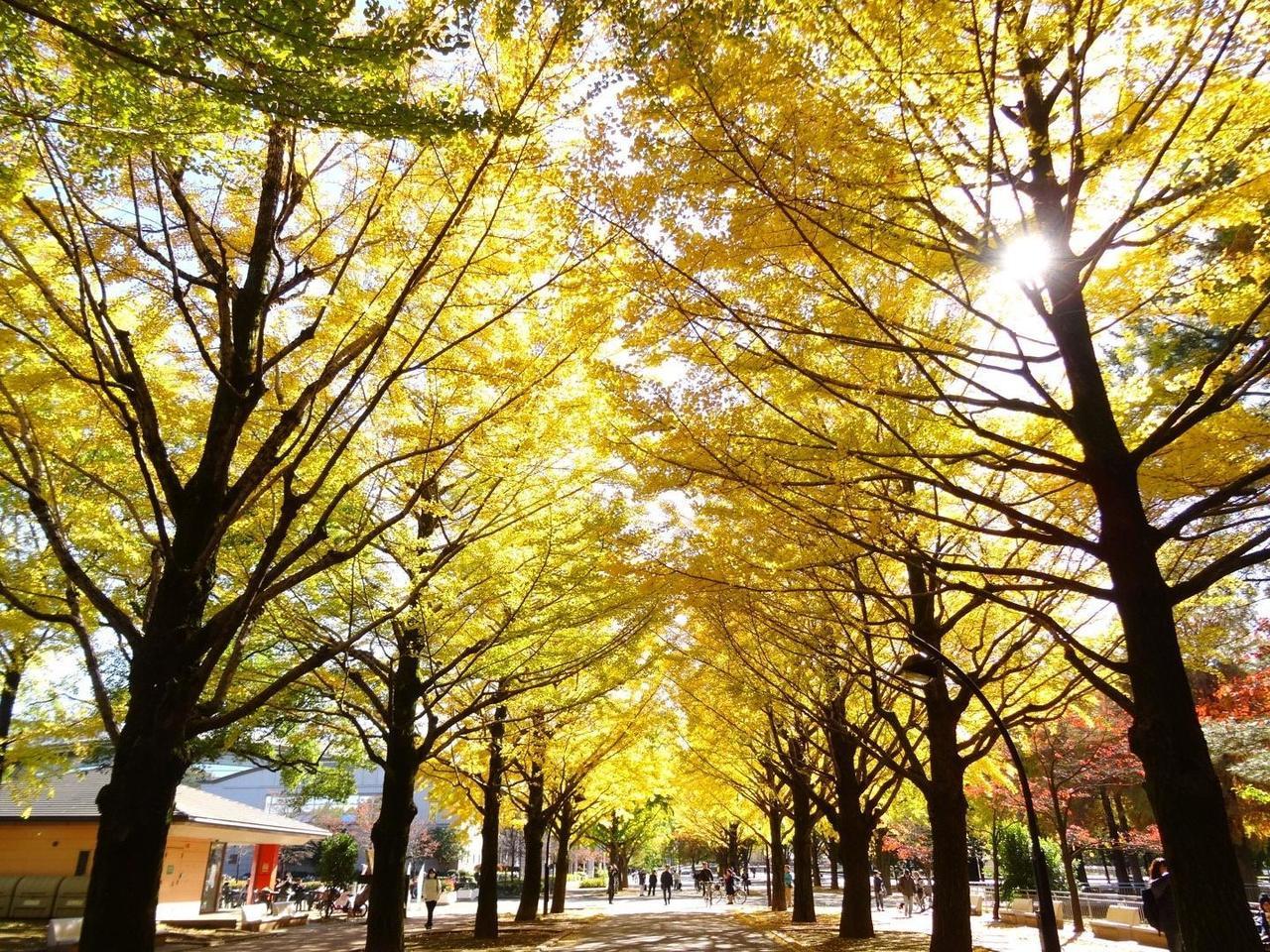 練馬区　光が丘公園