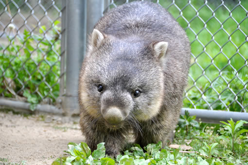 池田市　五月山動物園