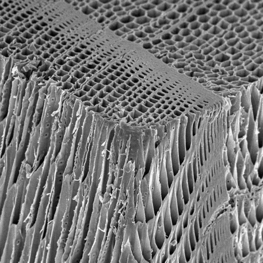 杉を顕微鏡で見た画像